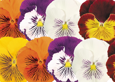 Pansy Cats Plus Mix Earley Ornamentals