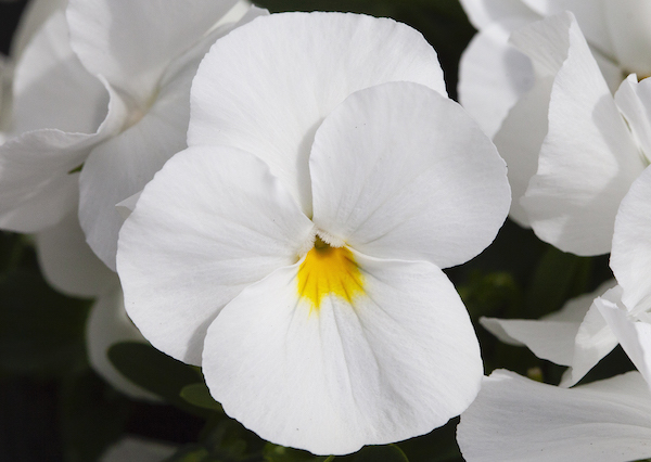 Pansy Freefall F1 White Earley Ornamentals