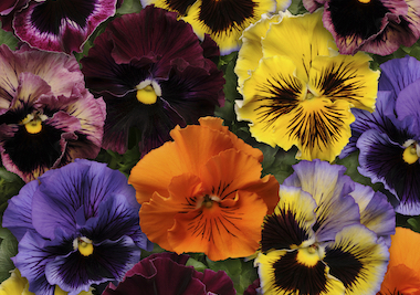 Pansy Frizzle Sizzle Mix Earley Ornamentals