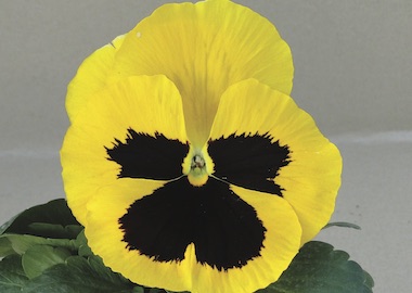 Pansy Premier Gold with Blotch Earley Ornamentals