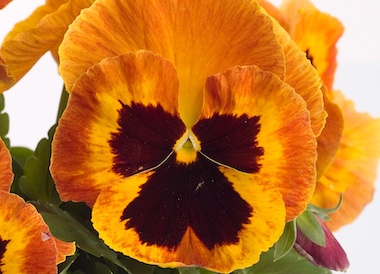 Pansy Power Fire Earley Ornamentals