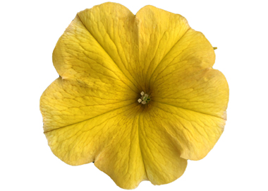 Petunia X Petchoa BeauitiCal Yellow Sun Earley Ornamentals