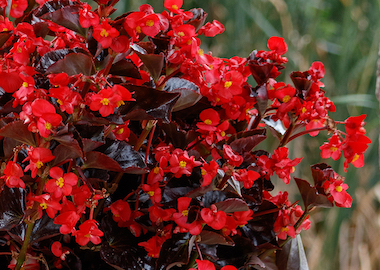 Begonia Viking Red on Chocolate Earley Ornamentals