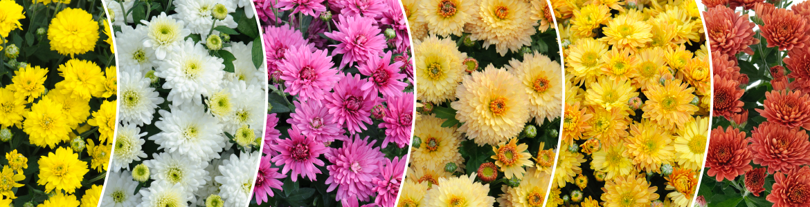 Earley Chrysanthemum-Poppins-Website Banner1170x300px Banner