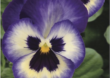 Pansy Premier Blueberry Thrill Earley Ornamentals