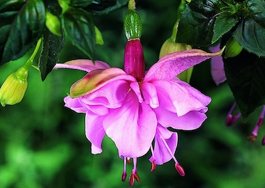 Fuchsia Pink Galore Earley