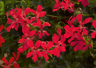 Geranium Ivy Leaf Decora Red Earley Ornamentals