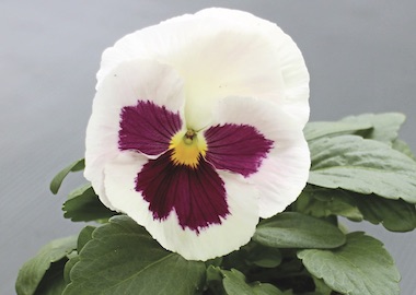 Pansy Premier Autumn White with Rose Blotch Earley Ornamentals