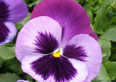 Pansy Premier Blue Jeans Earley Ornamentals