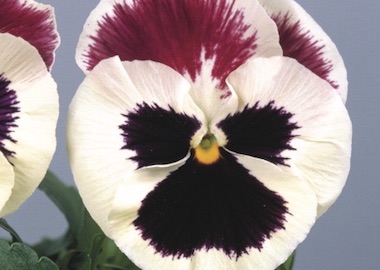 Pansy Premier Purple Rose ans White Earley Ornamentals