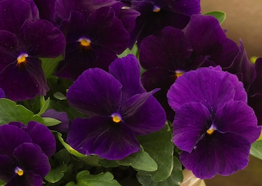 Viola Grandissimo Clear Purple Earley Ornamentals