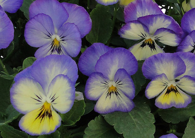 Viola Grandissimo Icy Blue Earley Ornamentals