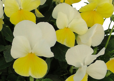 Viola Grandissimo Lemon Splash Earley Ornamentals