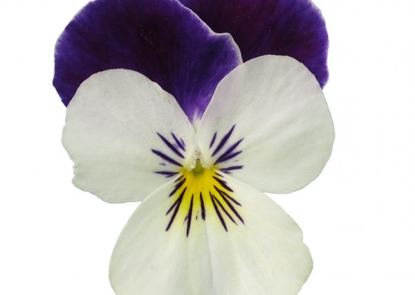 Viola Vibrante White Purple Wing head Earley Ornamentals