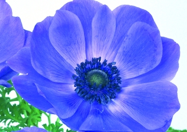 Anemone Harmony Blue Earley Ornamentals