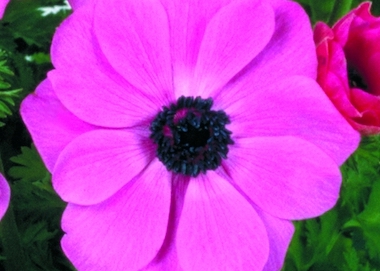 Anemone Harmony Orchid Earley Ornamentals