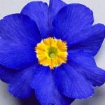 Polyanthus SuperNova Blue Earley Ornamentals