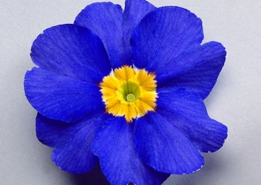 Polyanthus SuperNova Blue Earley Ornamentals