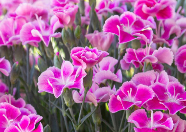 Earley Ornamentals Bedding 2026
